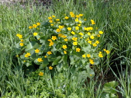 Blumen